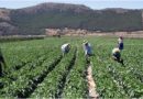 España busca 80 Mil desempleados e inmigrantes para recoger cosechas agrícolas